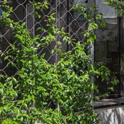 SS304 Stainless Steel X Tend Rope Net Decorative Plants Climbing Support