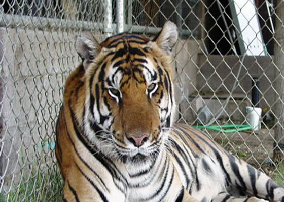 zoo de haute résistance Mesh For Animal de l'acier inoxydable 316 316L 4,0 millimètres de fil