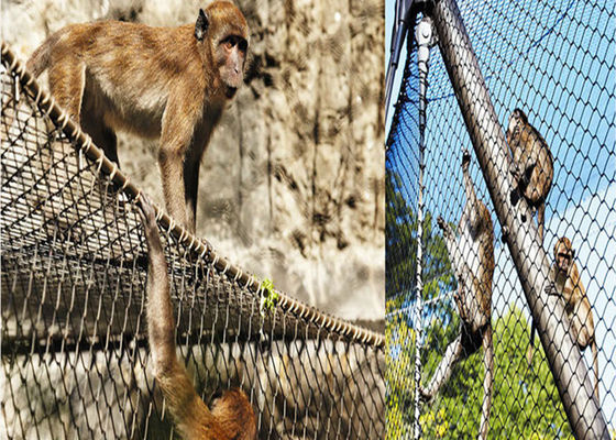 oiseau d'acier inoxydable de diamètre de fil de 1.5mm prenant l'emballage au filet de boîte de carton d'armure de sergé