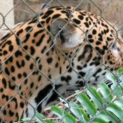 304 316 316L câble en acier inoxydable