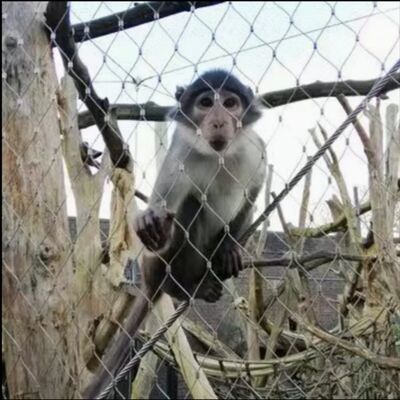 Filet de câble X Tend flexible en acier inoxydable 316 pour clôture de sécurité d'enclos de zoo