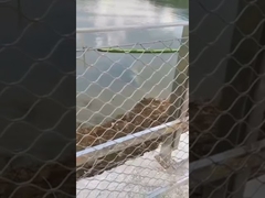 Clôture en treillis métallique