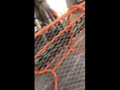 clôtures en treillis métalliques